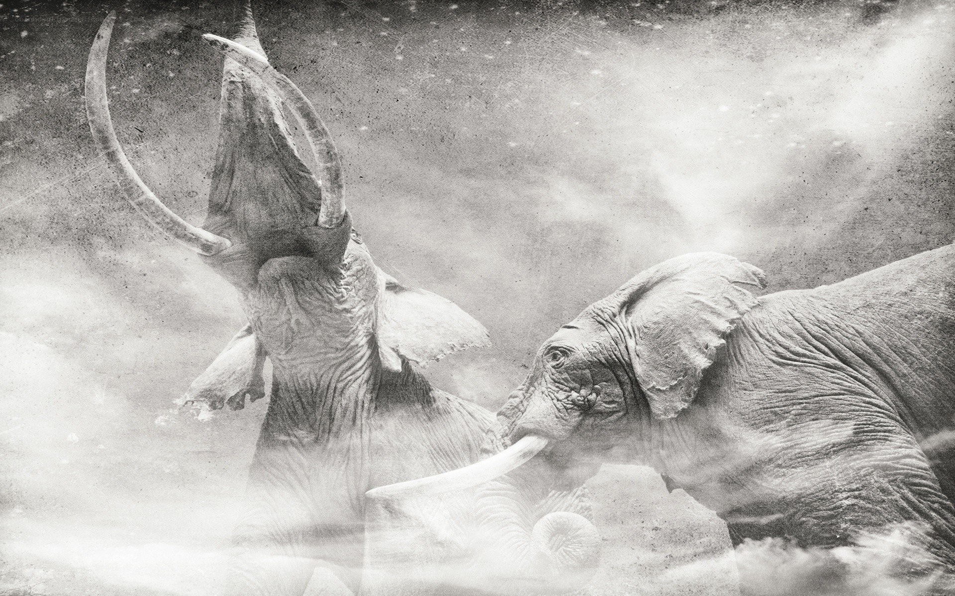 Elephant tusks clash in dust