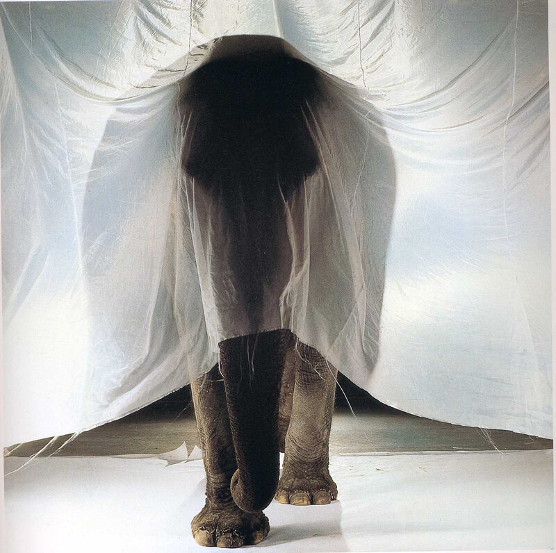 Elephant under a white sheet