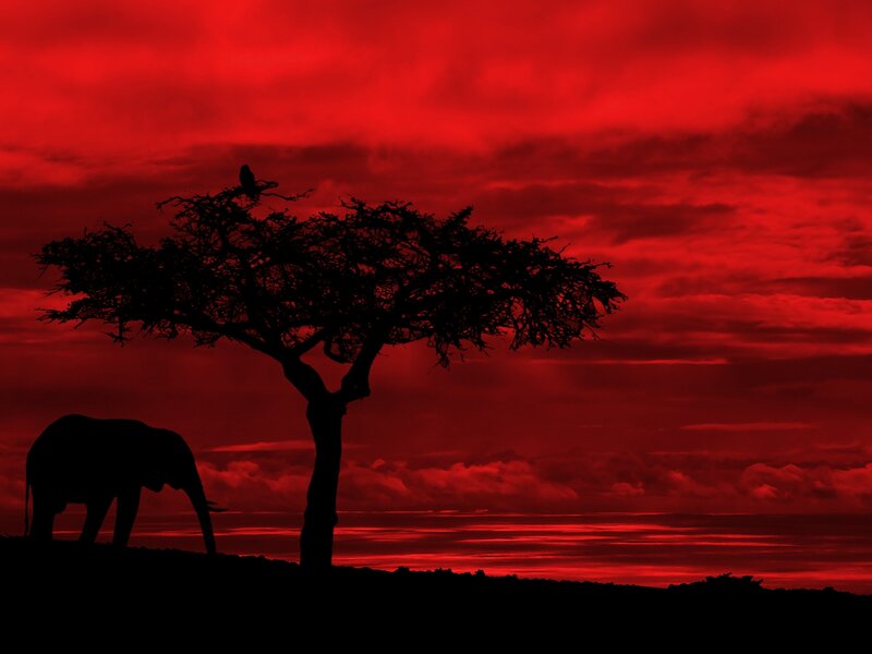 Elephant under Acacia Tree