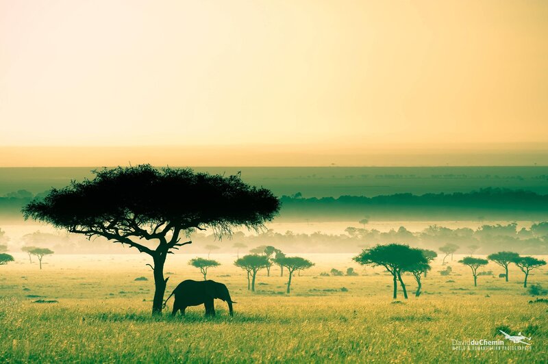 Elephant under Acacia Tree — Yellow