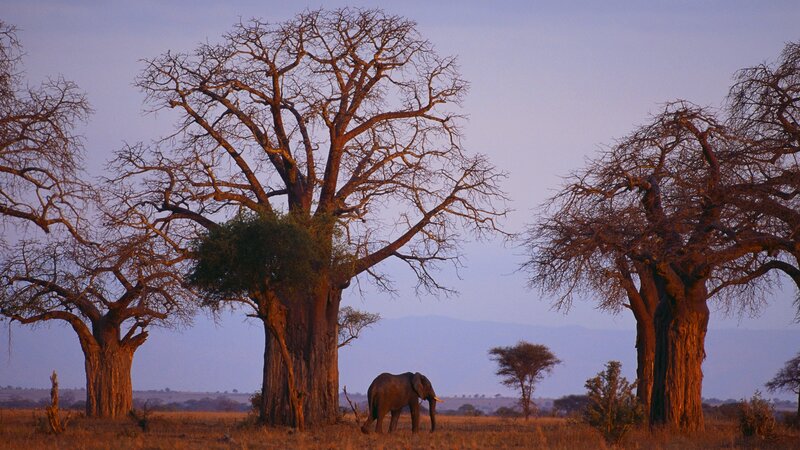 Elephant under baobab trees
