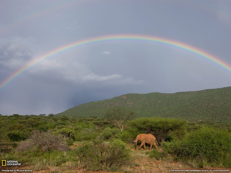 Elephant under rainbow