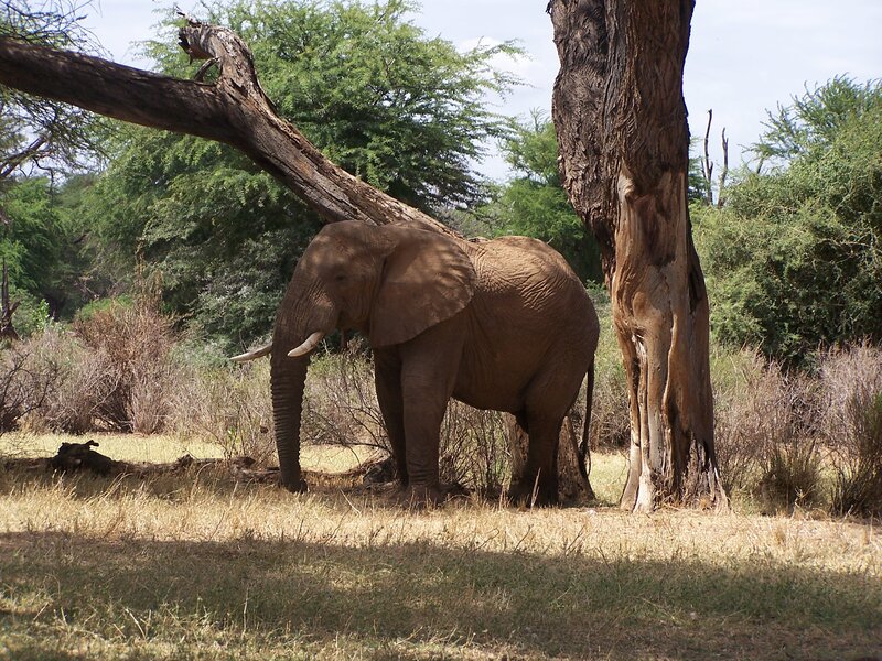Elephant under Tree — Brown