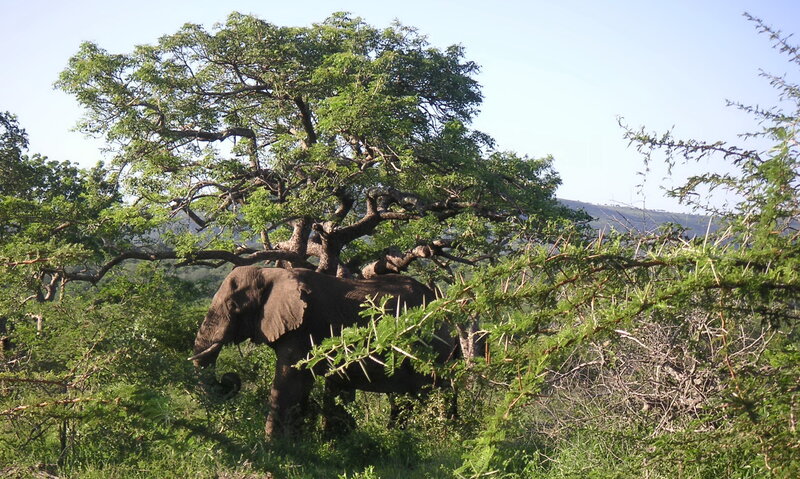 Elephant under Tree