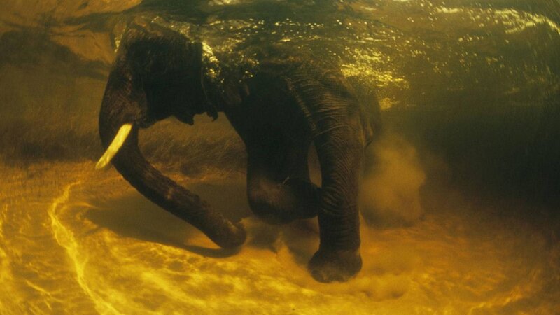 Elephant Underwater — Yellow