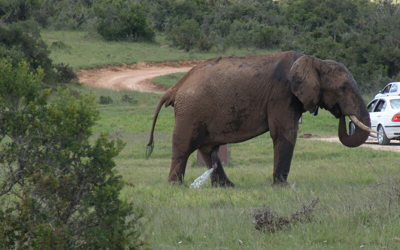 elephant urinating in field