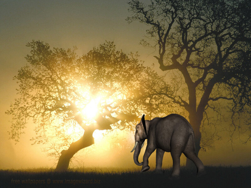 Elephant Walking at Sunset
