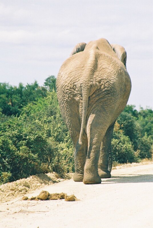 elephant walking away on dirt road