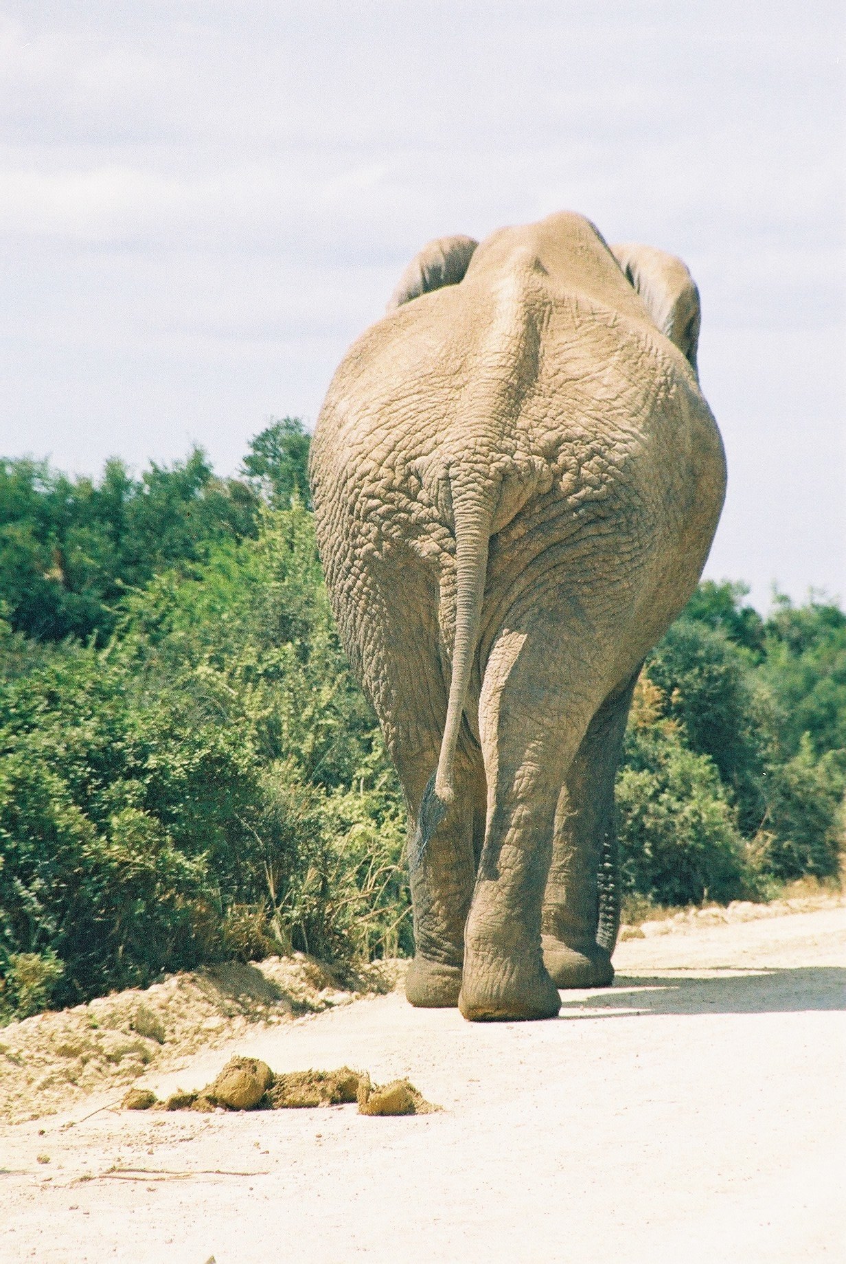 elephant walking away on dirt road