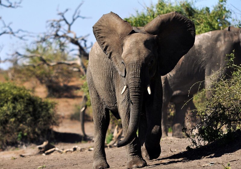Elephant Walking Forward