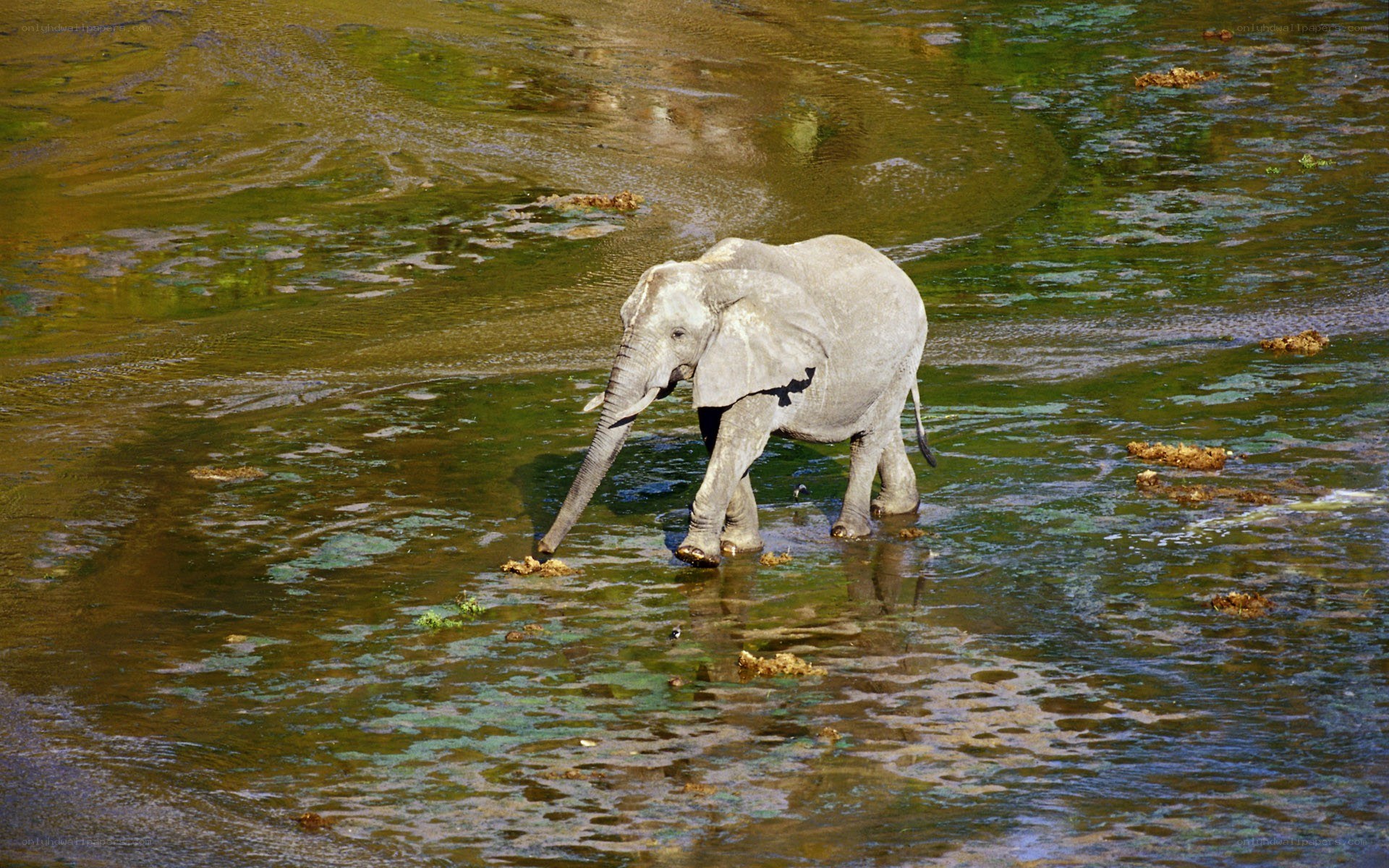 elephant walking in a river