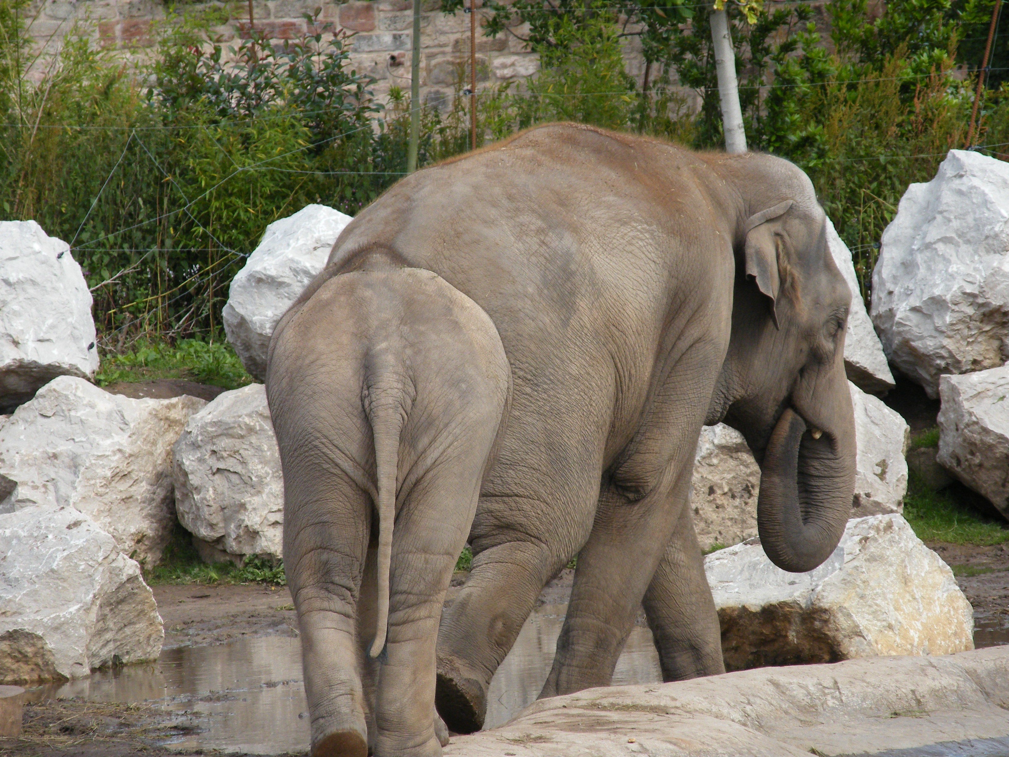 elephant walking in enclosure