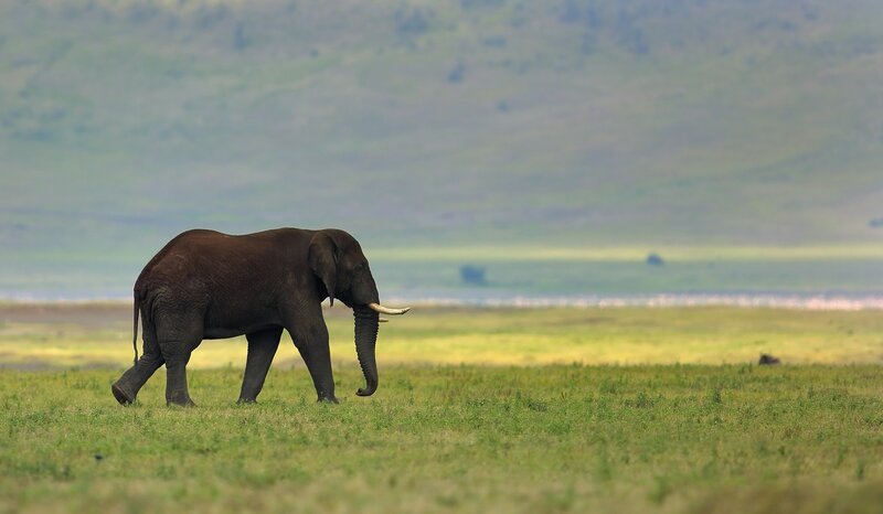 Elephant Walking in Field — Green