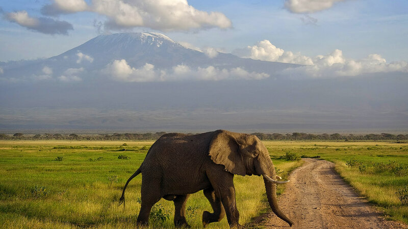 Elephant Walking in Field