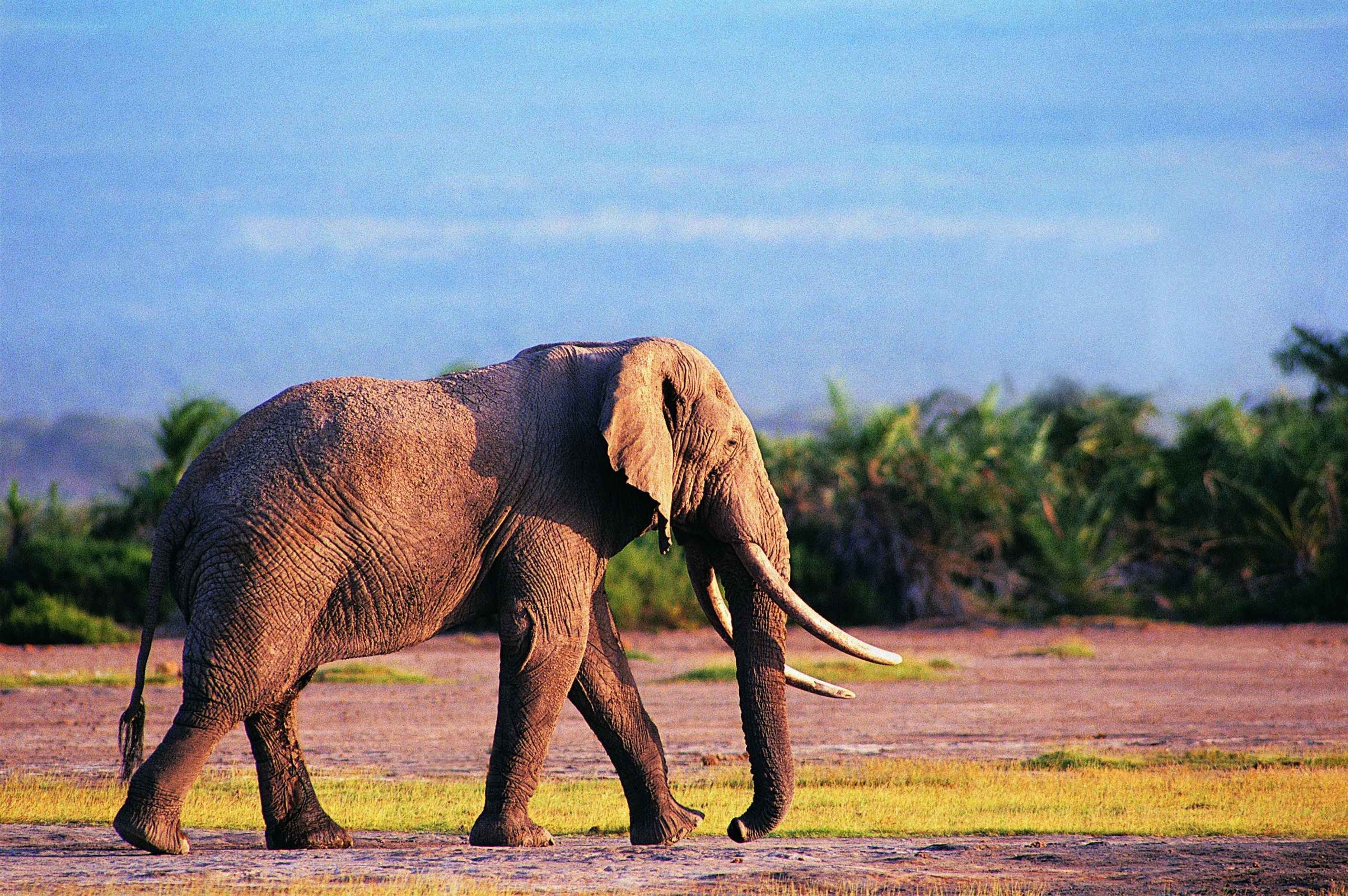 Elephant walking in savanna