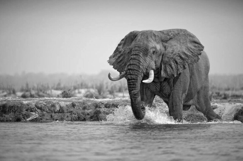 Elephant Walking in Water — Black