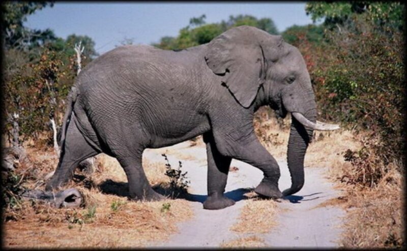 Elephant walking on a path