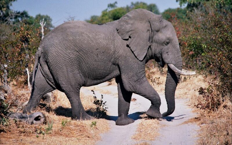 elephant walking on a path