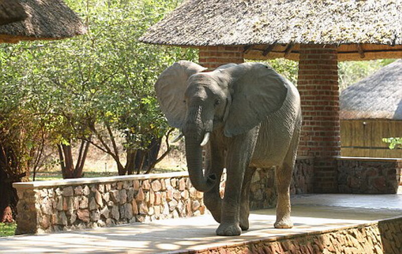 Elephant Walking on Platform