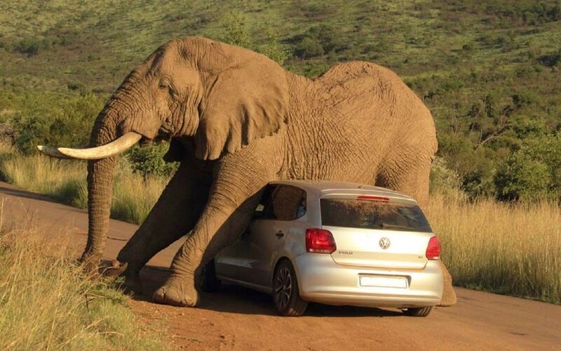Elephant Walking Past Car