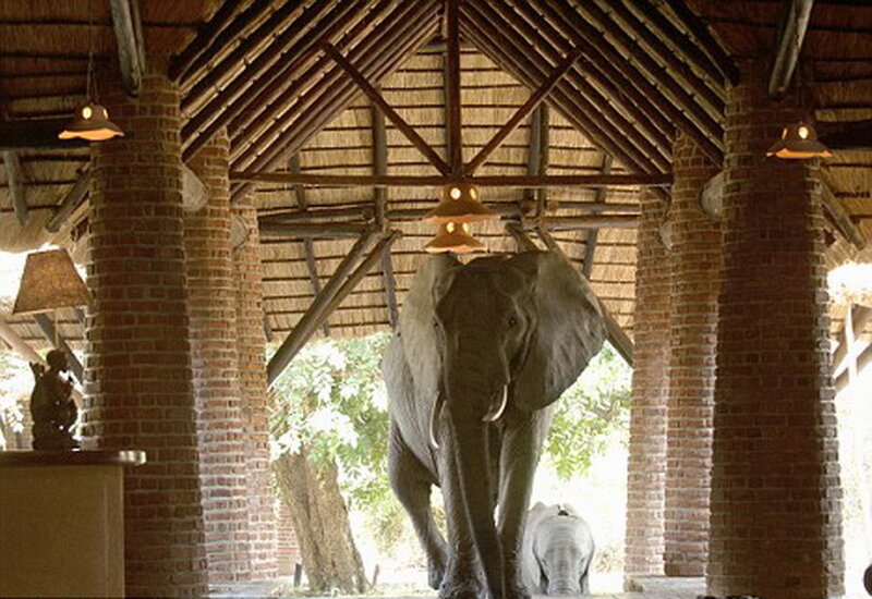 Elephant Walking Through Building