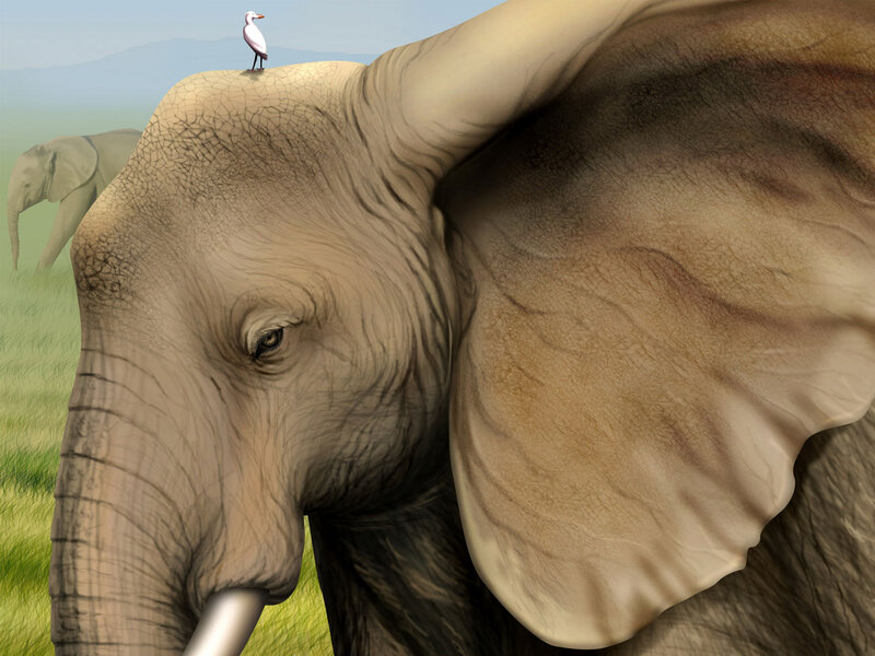 Elephant with Bird
