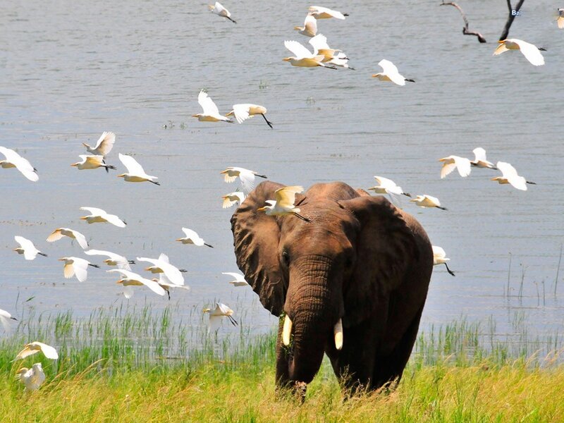 Elephant with birds near water