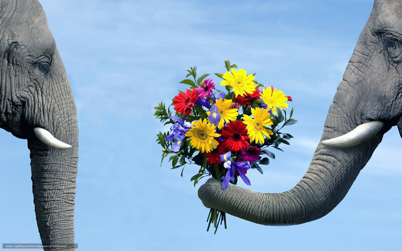 elephant with bouquet of flowers