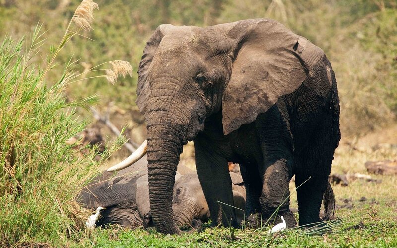 Elephant with calf in grass