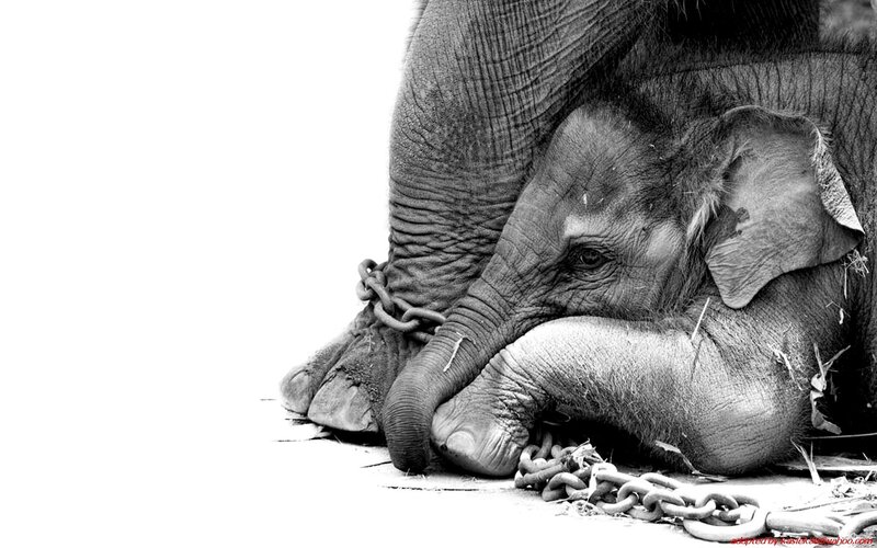 Elephant with chains