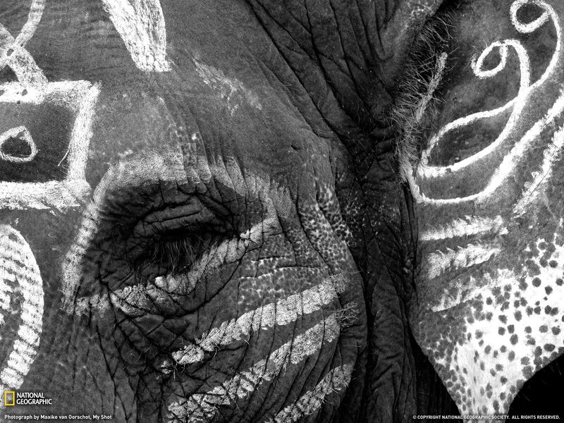 elephant with chalk markings