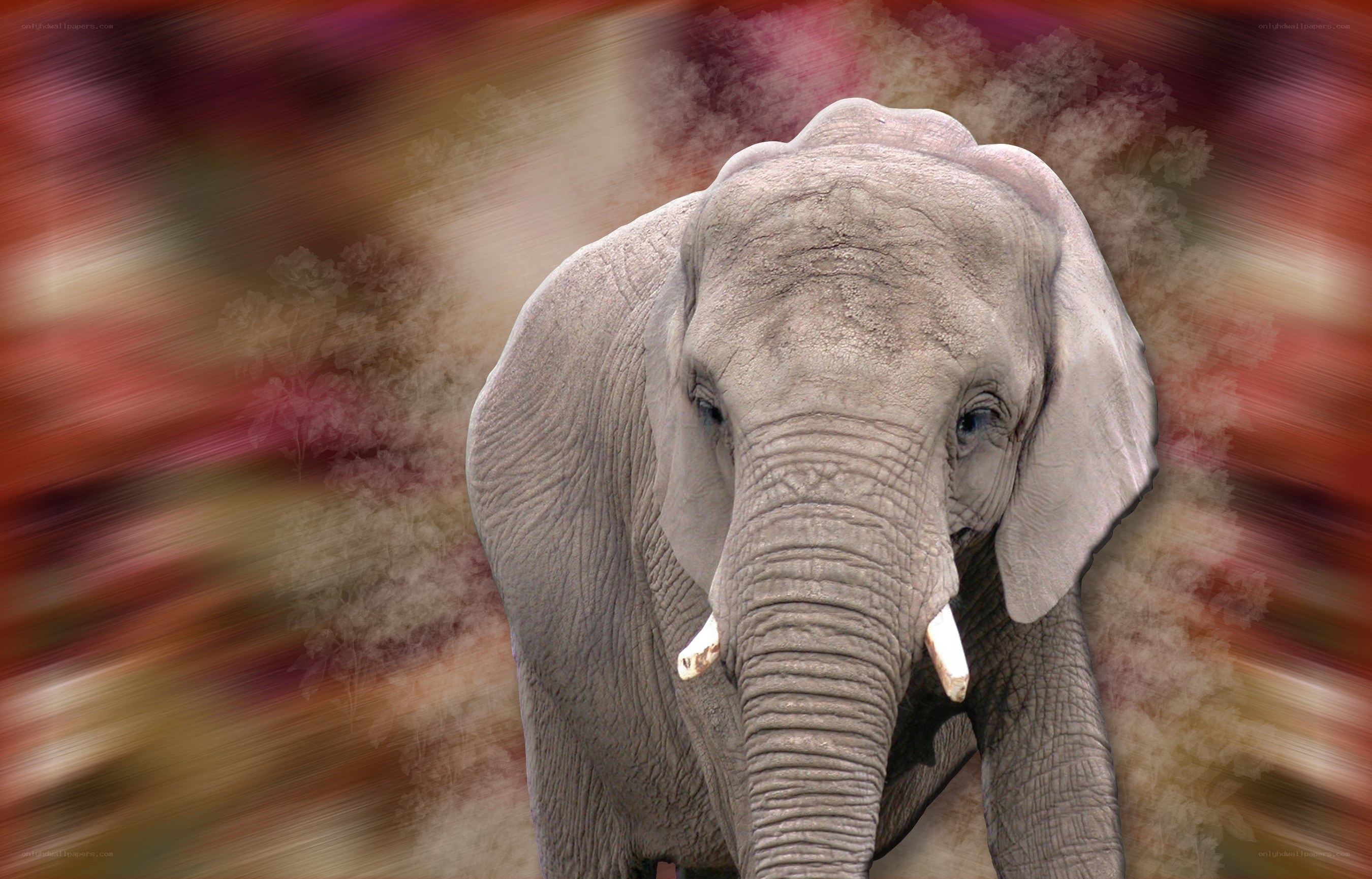 elephant with colorful background