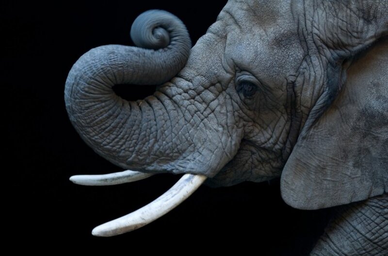 Elephant with Curled Trunk