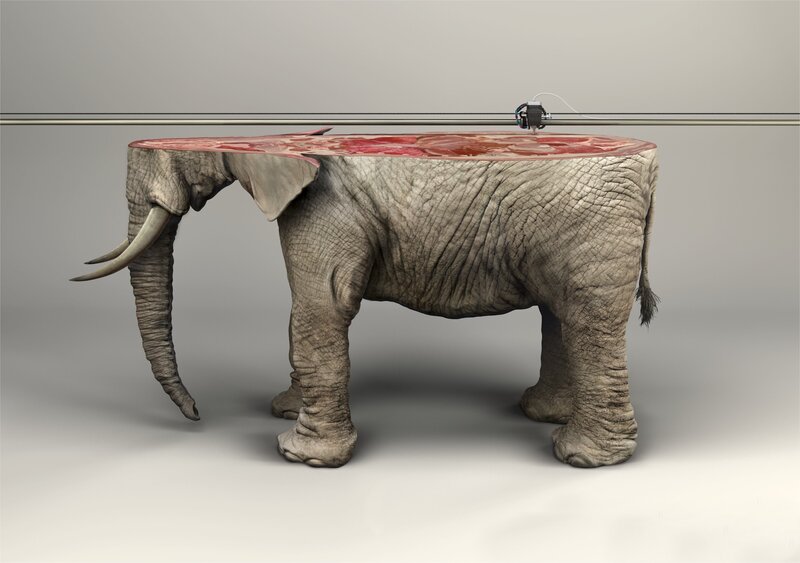 Elephant with Exposed Interior