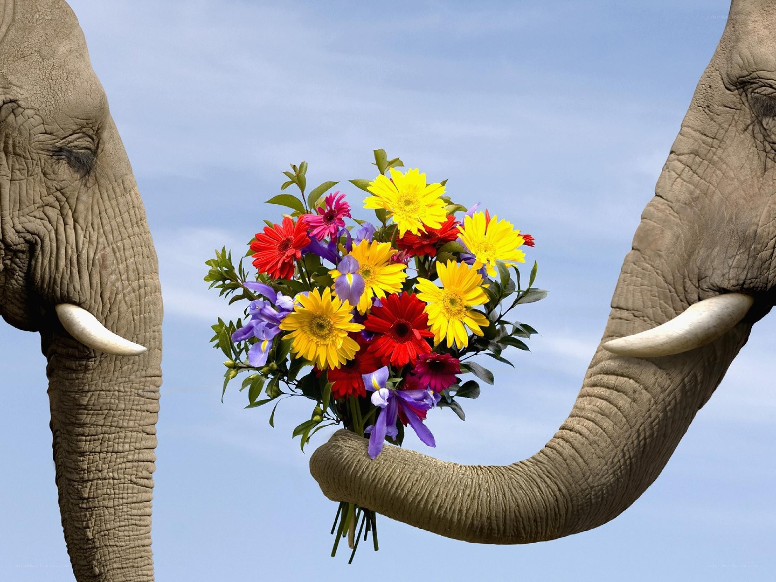 Elephant with flower bouquet