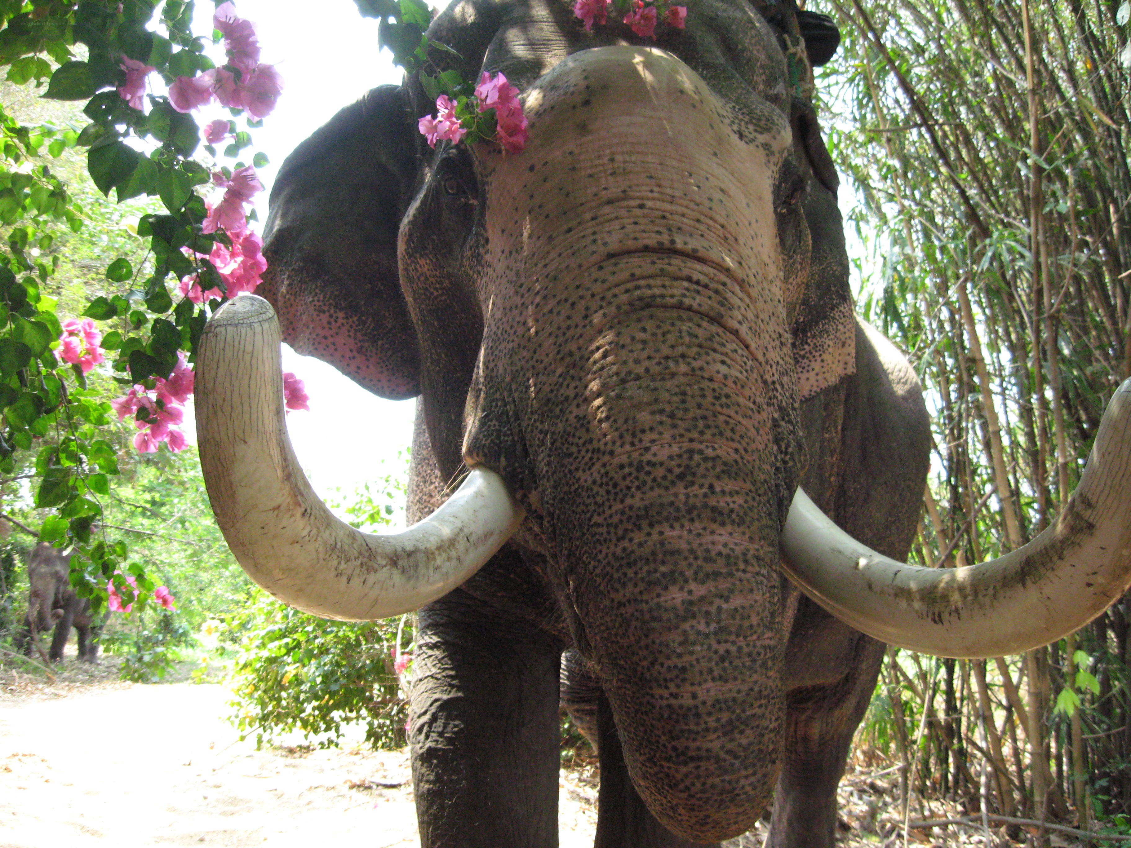 elephant with flowers on head