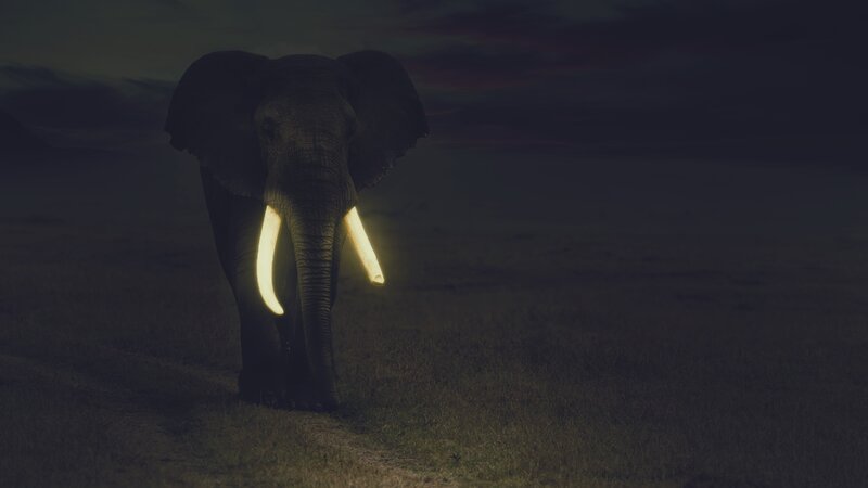 Elephant with Glowing Tusks