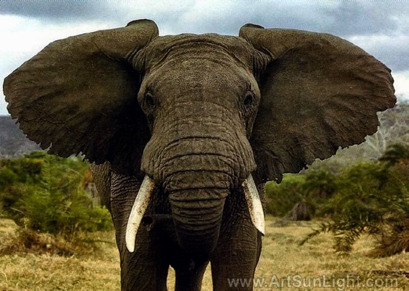 Elephant with Large Ears