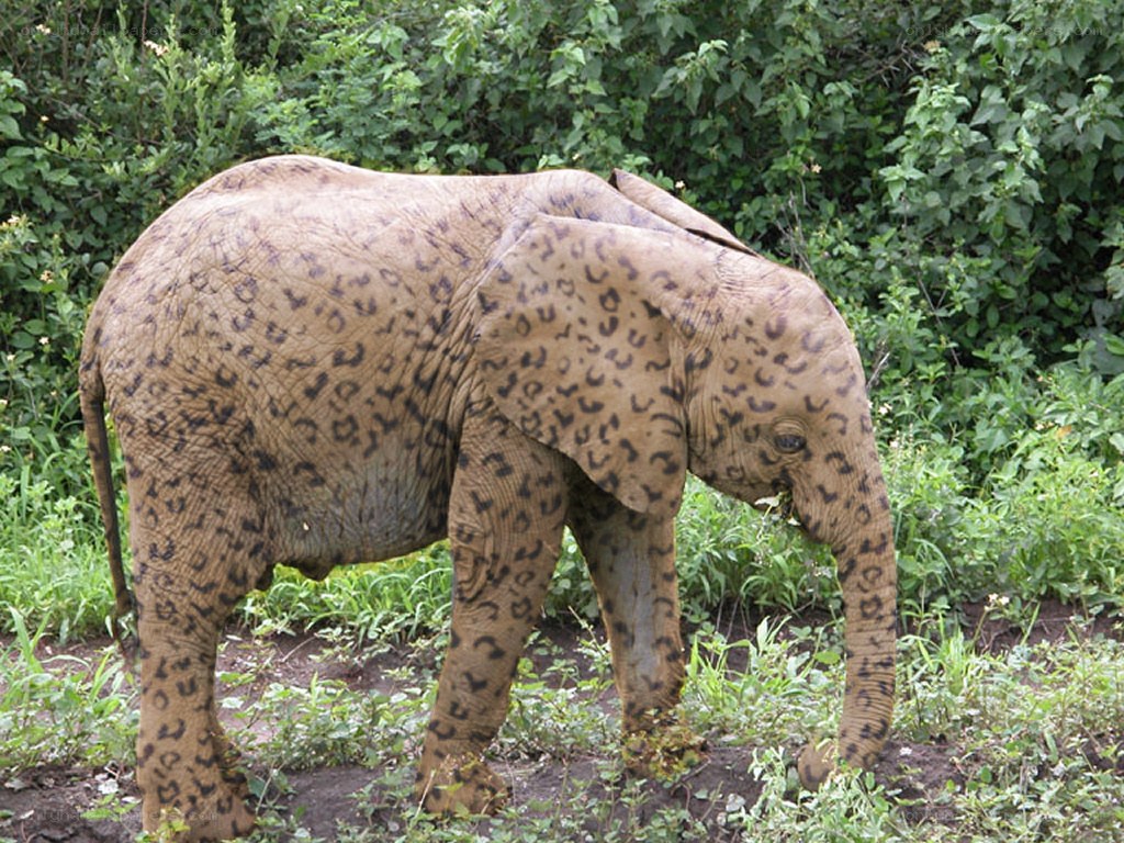 elephant with leopard spots