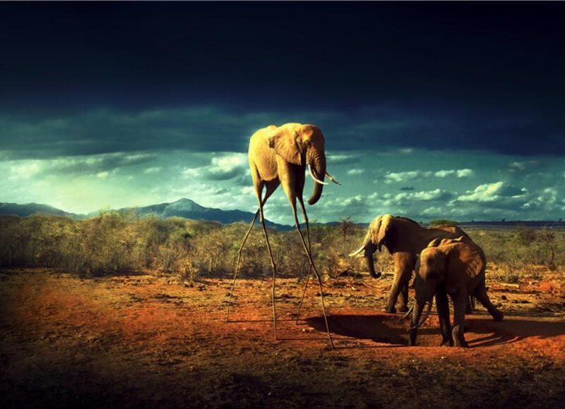 Elephant with long legs