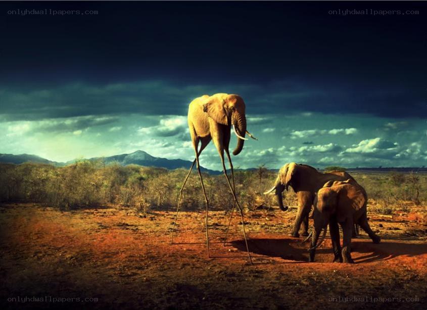 Elephant with long legs