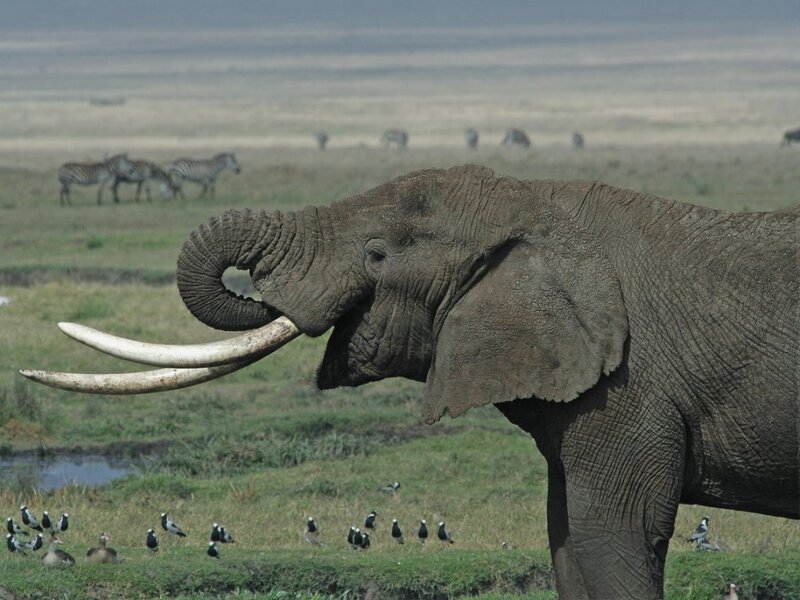 Elephant with Long Tusks