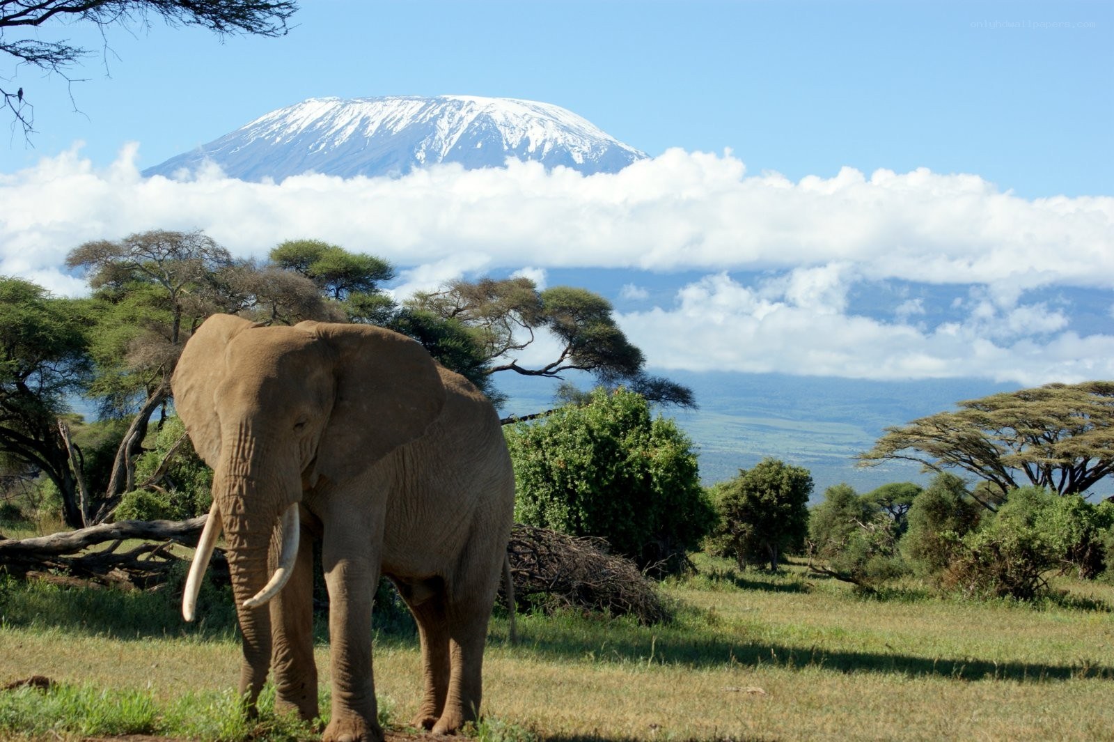 Elephant with Mount Kilimanjaro