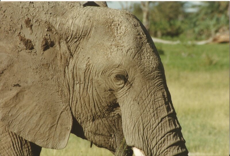 Elephant with Mud on Face