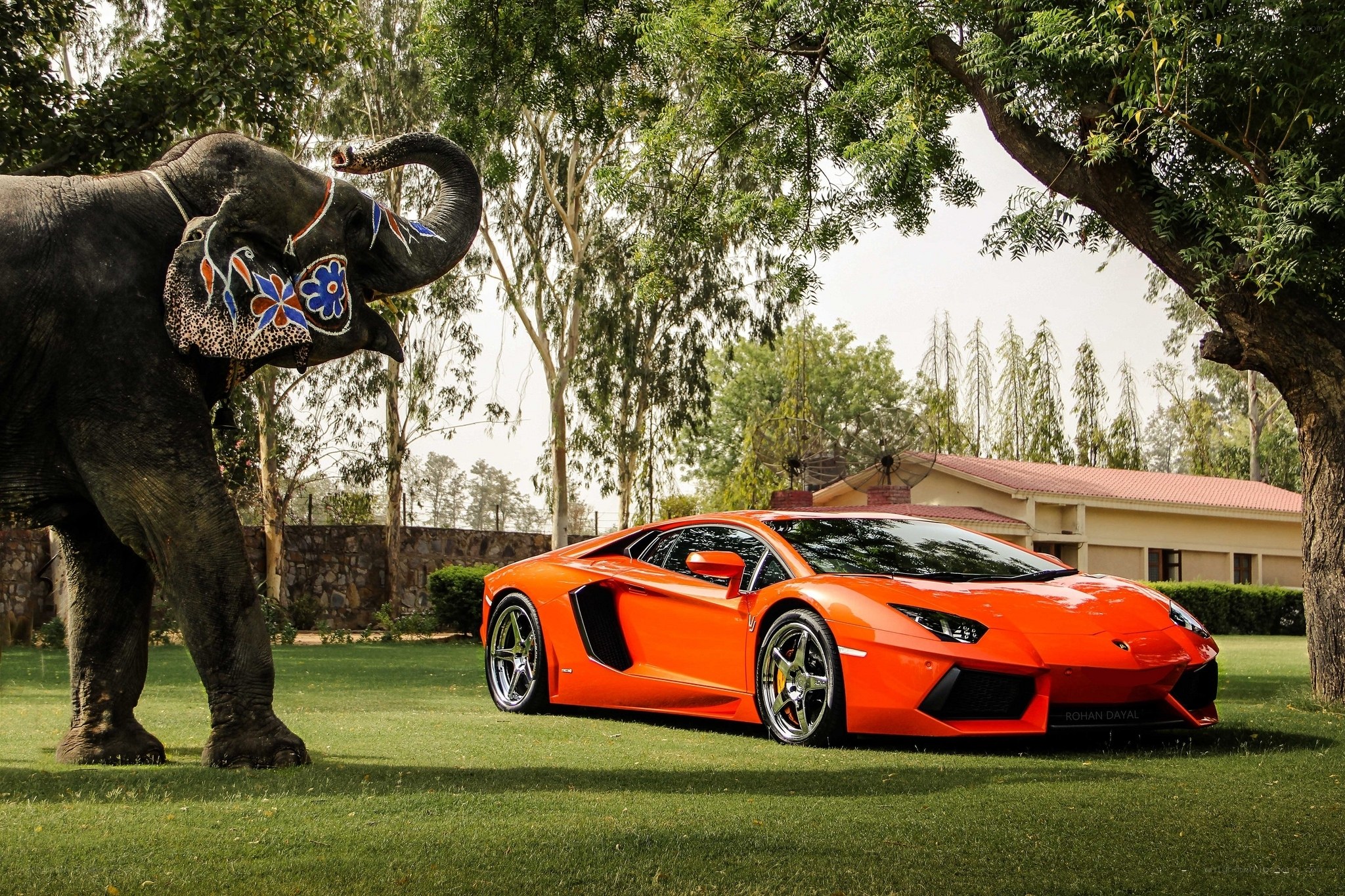 Elephant with orange sports car