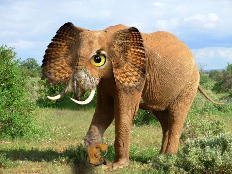 Elephant with Owl Features