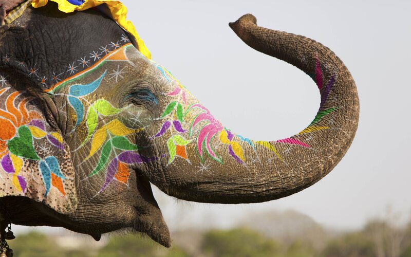 Elephant with Painted Face — Brown