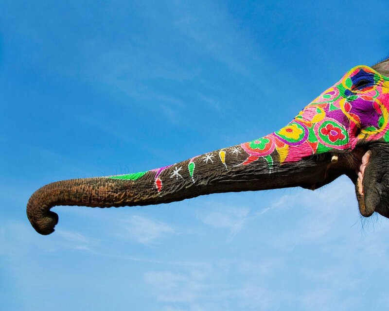 Elephant with Painted Trunk