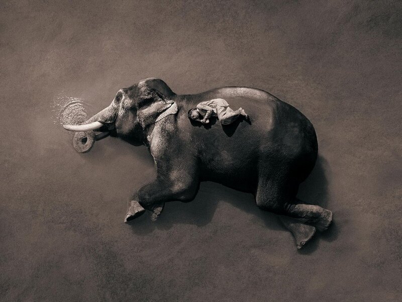 Elephant with Person