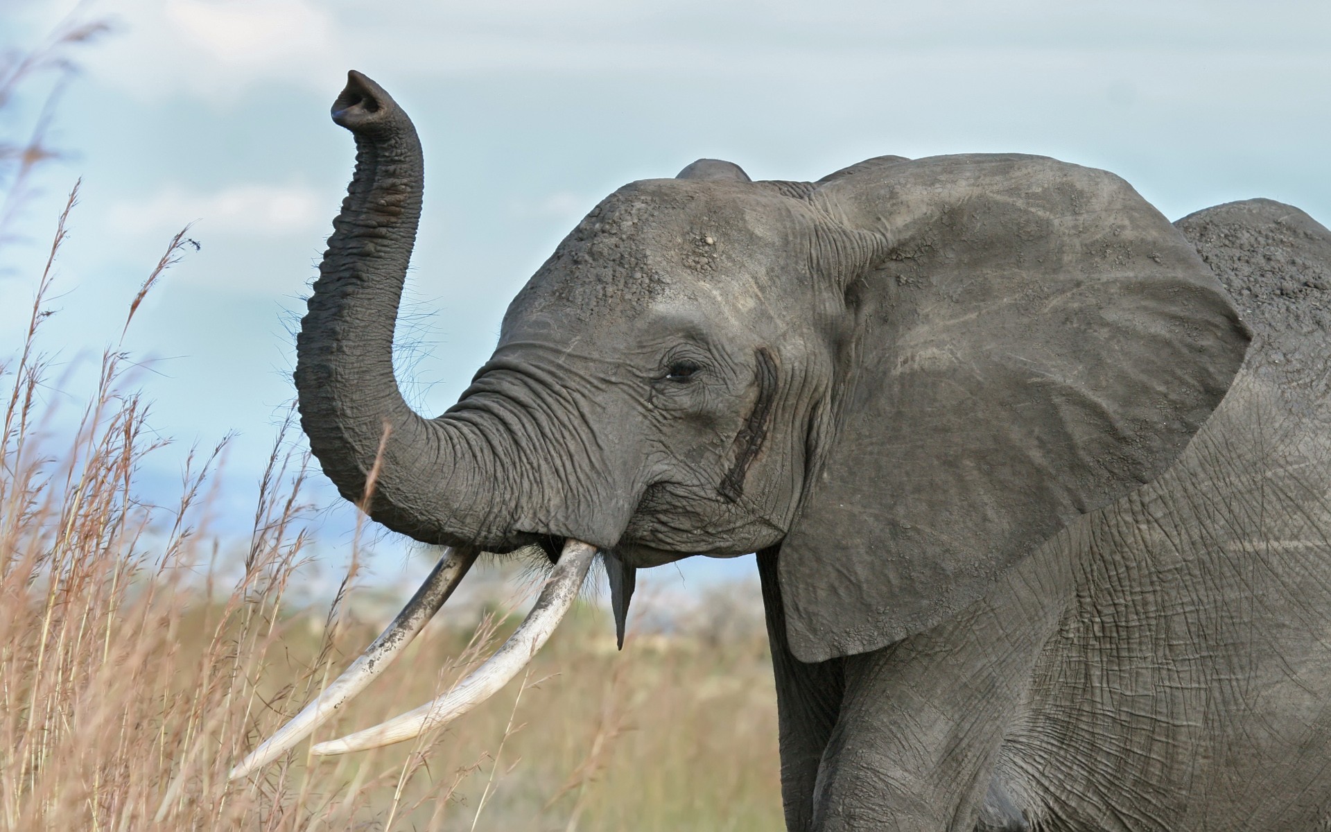 Elephant with raised trunk